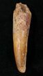 Juvenile Spinosaurus Tooth - Great Enamel & Partial Root #15754-1